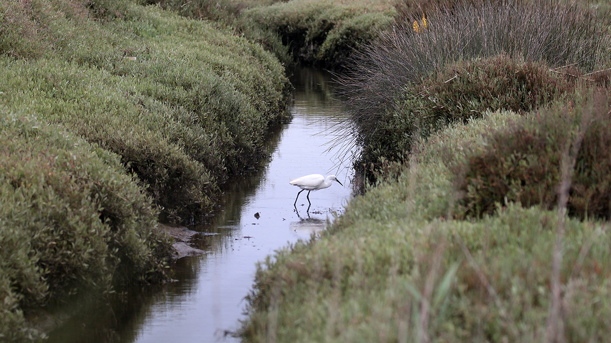 Kleine zilverreiger